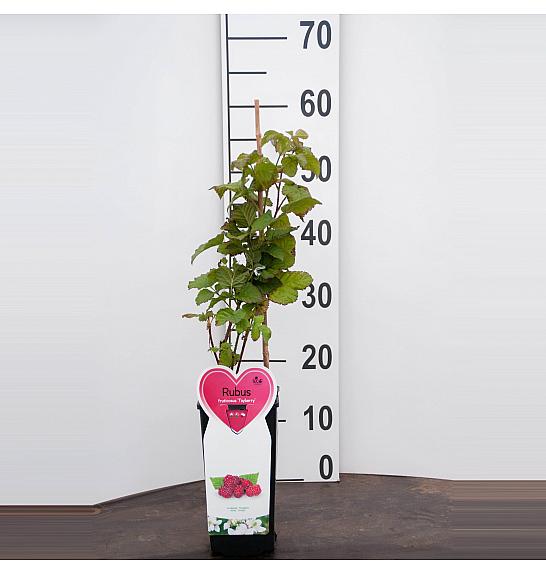 Rubus fruticosus Tayberry C2 Lit. 30-40 cm BIO