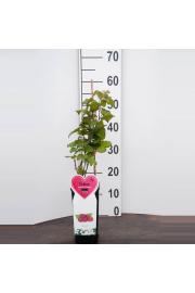 Rubus fruticosus Tayberry C2 Lit. 40-60 cm BIO