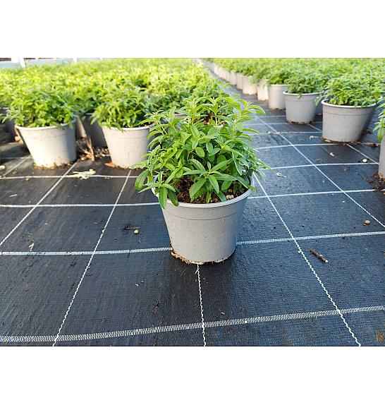 Lippia citriodora Ø14