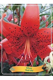 Lilium Red Life Ø11