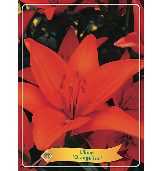 Lilium Orange Ton Ø11