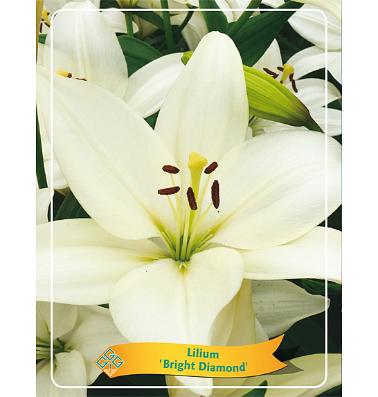 Lilium Bright Diamond Ø11