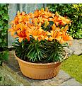Lilium Abbevilles Pride Ø11