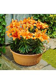 Lilium Abbevilles Pride Ø11