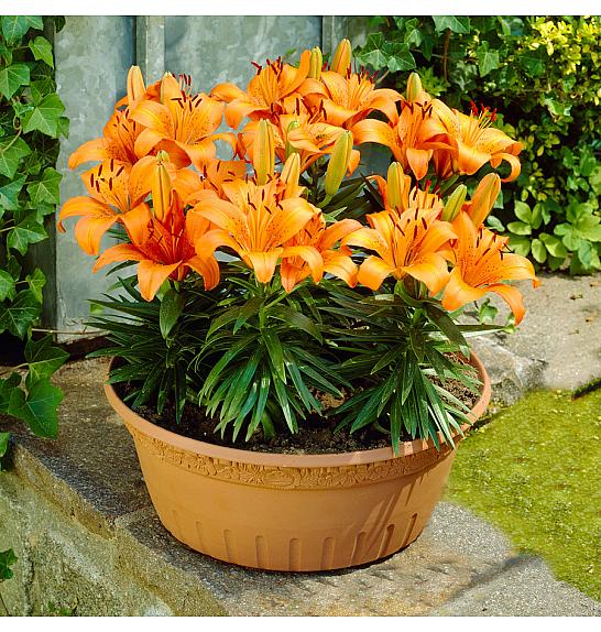 Lilium Abbevilles Pride Ø11
