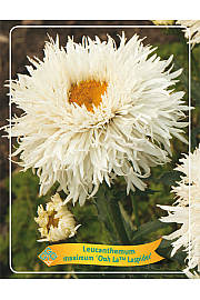 Leucanthemum maximum Ooh La™ Laspider Ø11