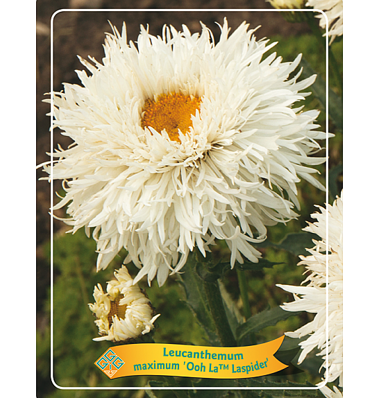 Leucanthemum maximum Ooh La™ Laspider Ø11