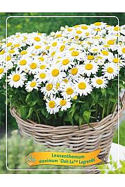 Leucanthemum maximum Ooh La™ Lagrande Ø11