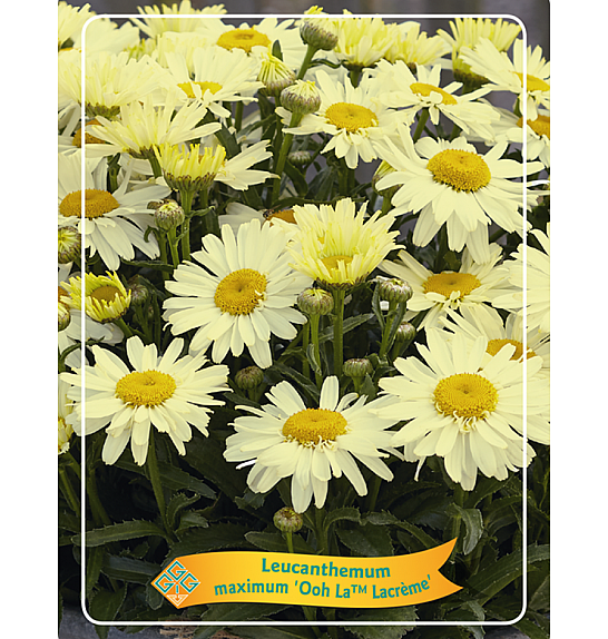 Leucanthemum maximum Ooh La™ Lacrème Ø11