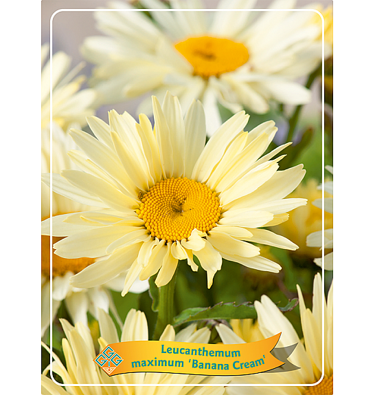 Leucanthemum maximum Banana Cream Ø11