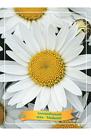Leucanthemum max. Madonna Ø11