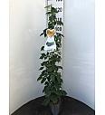 Rubus fruticosus Nessy® C4 Lit. 100-120 cm