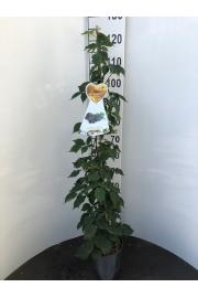 Rubus fruticosus Nessy® C4 Lit. 100-120 cm