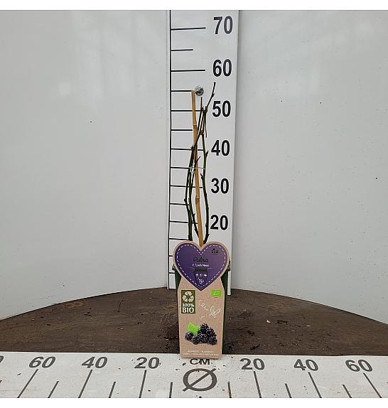 Rubus fruticosus Loch Ness C2 Lit. 30-40 cm BIO