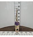 Rubus fruticosus Loch Ness C2 Lit. 40-60 cm BIO