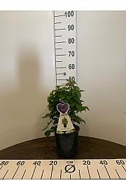 Rubus fruticosus Dima C3 Lit. 20-30 cm