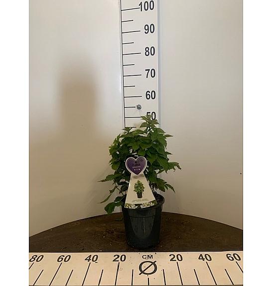 Rubus fruticosus Dima C3 Lit. 20-30 cm