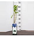 Rubus fruticosus Chester Thornless C2 Lit. 40-60 cm BIO