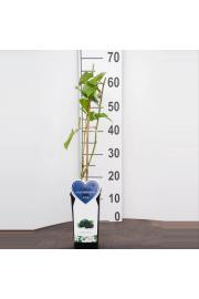 Rubus fruticosus Chester Thornless C2 Lit. 40-60 cm BIO