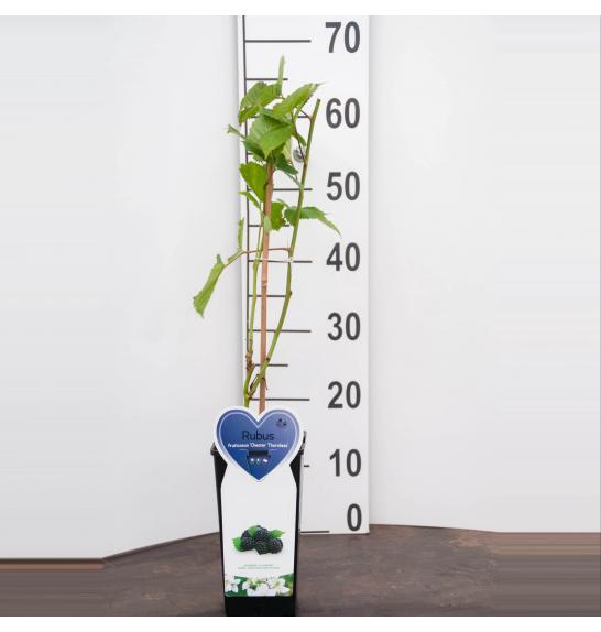 Rubus fruticosus Chester Thornless C2 Lit. 40-60 cm BIO