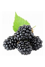 Rubus fruticosus Chester bez trnja C2 Lit. 30-40 cm