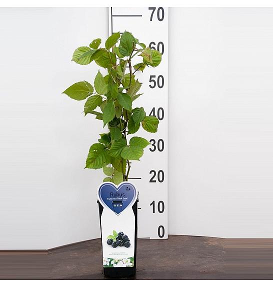 Rubus fruticosus Black Satin C2 Lit. 30-40 cm BIO
