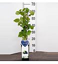 Rubus fruticosus Black Satin C2 Lit. 40-60 cm BIO