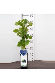 Rubus fruticosus Black Satin C2 Lit. 40-60 cm BIO