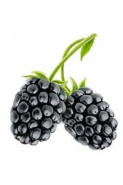 Rubus fruticosus Navaho C2 Lit. 30-40 cm