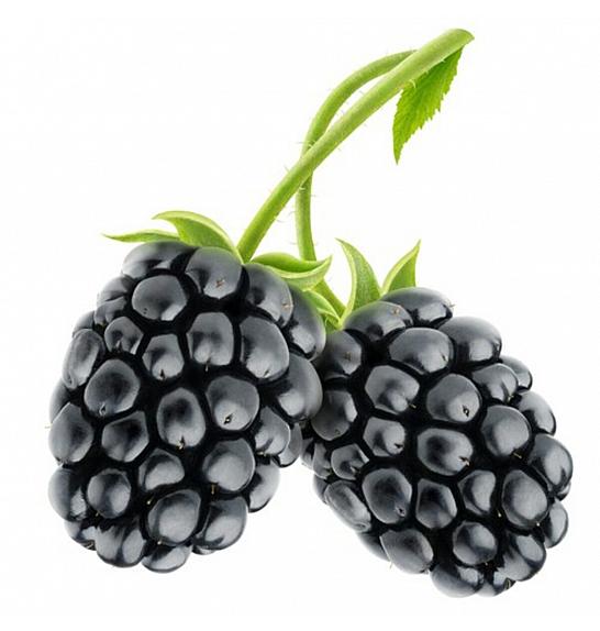 Rubus fruticosus Navaho C2 Lit. 30-40 cm