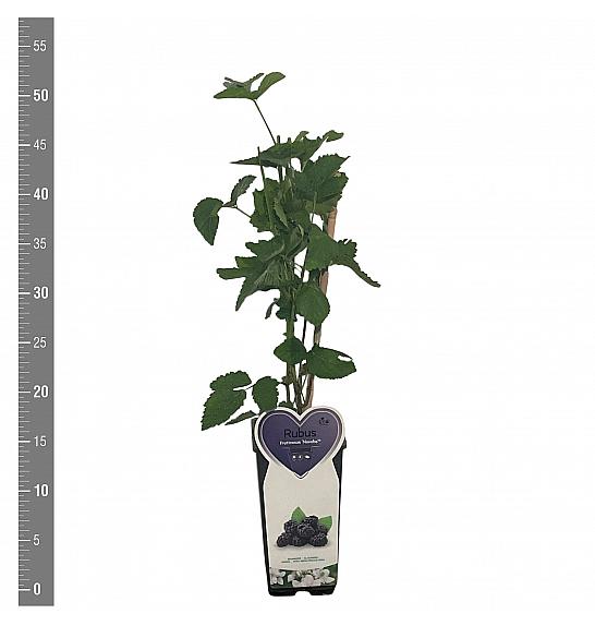 Rubus fruticosus Navaho C2 Lit. 30-40 cm