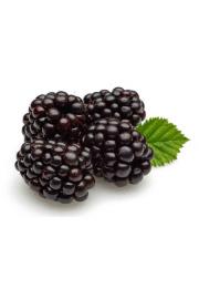 Rubus fruticosus Dirksen C2 Lit. 40-60 cm
