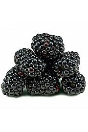 Rubus fruticosus Crni saten C2 Lit. 30-40 cm