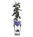 Rubus fruticosus Black Satin C2 Lit. 30-40 cm