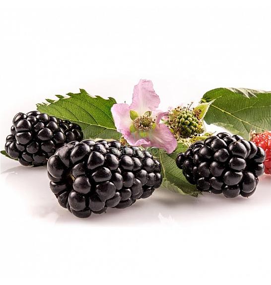 Rubus fr. PrimeArk C2 Lit. 30-40 cm