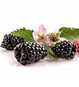Rubus fr. PrimeArk C2 Lit. 40-60 cm