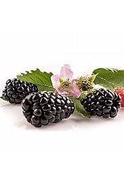 Rubus fr. PrimeArk C2 Lit. 40-60 cm