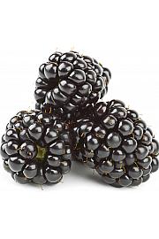 Rubus fruticosus Quachita C2 Lit. 30-40 cm