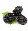 Rubus fruticosus Little black prince C2 Lit. 40-60 cm