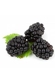 Rubus fruticosus Little black prince C2 Lit. 40-60 cm