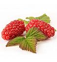 Rubus Buckingham Tayberry C2 Lit. 30-40 cm