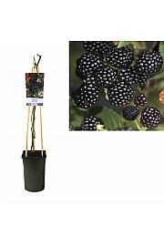 Rubus Black Satin C2,5 Lit. 40-60 cm
