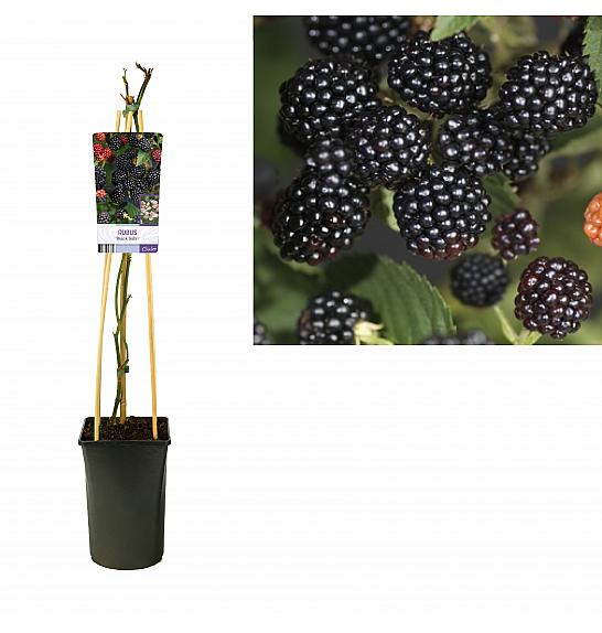 Rubus Black Satin C2,5 Lit. 40-60 cm