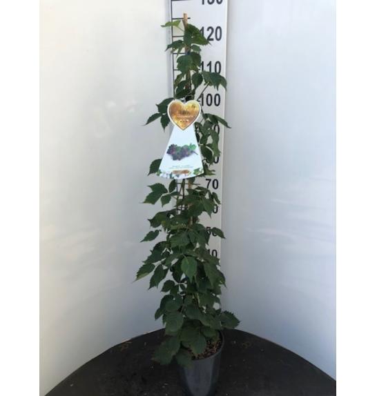 Rubus fruticosus Armando® C4 Lit. 100-120 cm