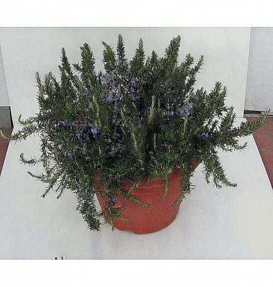 Rosmarinus prostratus Ø45