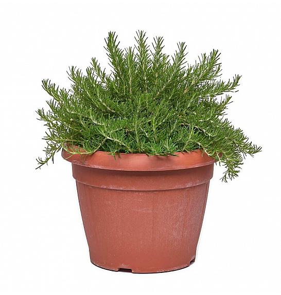 Rosmarinus prostratus Ø35