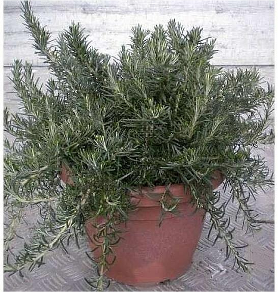 Rosmarinus prostratus Ø30