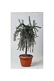 Rosmarinus prostratus Ø25 Na steblu 40 cm