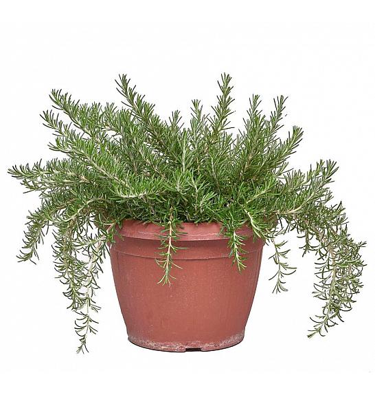 Rosmarinus prostratus Ø25