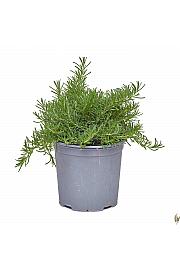 Rosmarinus prostratus Ø19